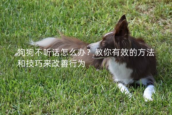 狗狗不听话怎么办？教你有效的方法和技巧来改善行为