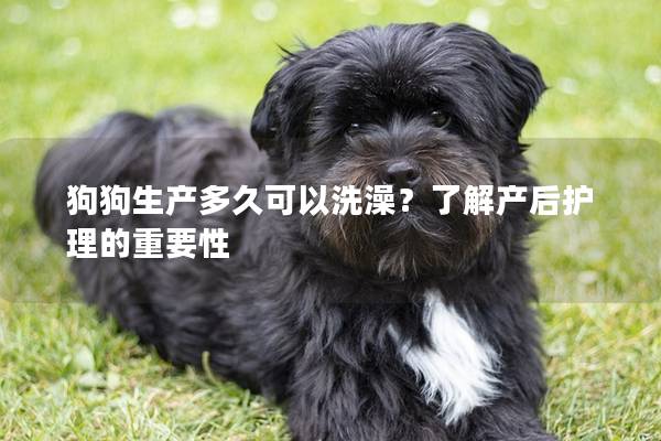 狗狗生产多久可以洗澡？了解产后护理的重要性