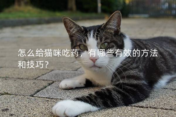 怎么给猫咪吃药，有哪些有效的方法和技巧？