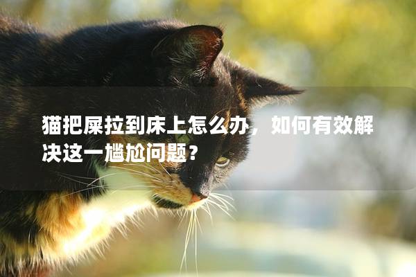 猫把屎拉到床上怎么办，如何有效解决这一尴尬问题？