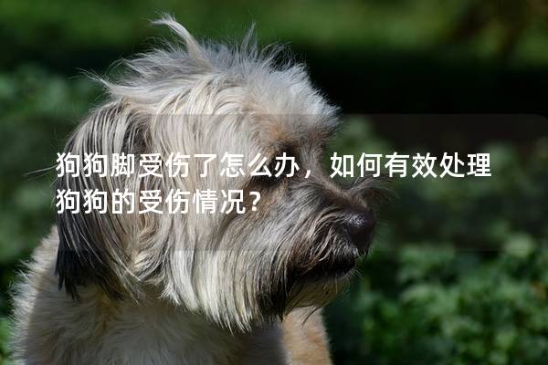 狗狗脚受伤了怎么办，如何有效处理狗狗的受伤情况？