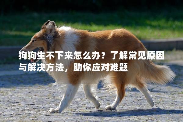 狗狗生不下来怎么办？了解常见原因与解决方法，助你应对难题