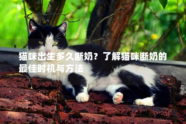 猫咪出生多久断奶？了解猫咪断奶的最佳时机与方法