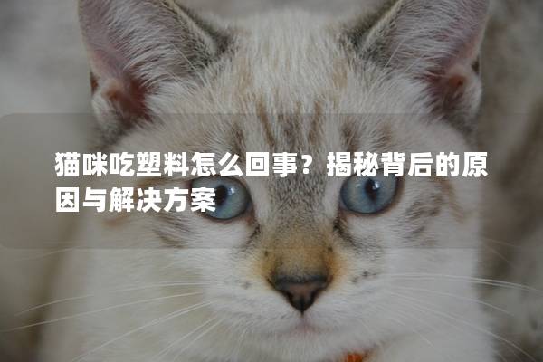 猫咪吃塑料怎么回事？揭秘背后的原因与解决方案