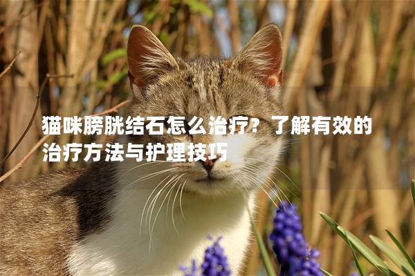 猫咪膀胱结石怎么治疗？了解有效的治疗方法与护理技巧