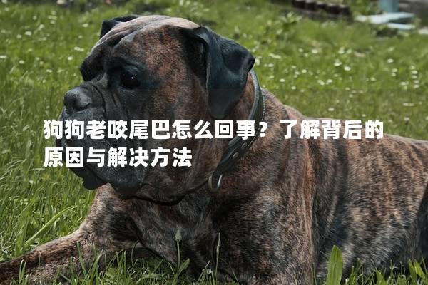 狗狗老咬尾巴怎么回事？了解背后的原因与解决方法