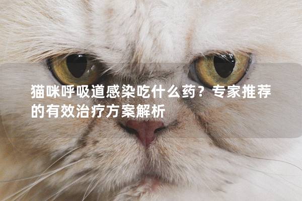 猫咪呼吸道感染吃什么药？专家推荐的有效治疗方案解析