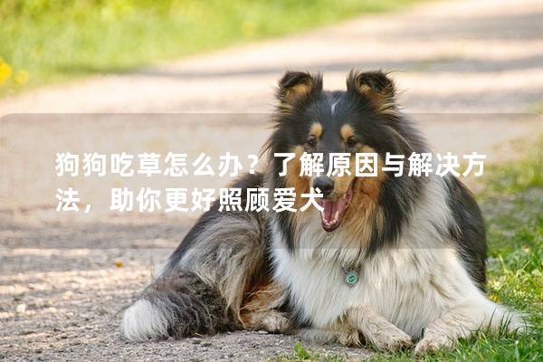 狗狗吃草怎么办？了解原因与解决方法，助你更好照顾爱犬