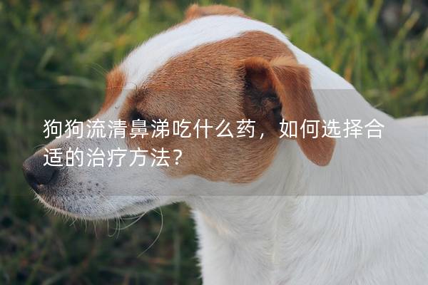 狗狗流清鼻涕吃什么药，如何选择合适的治疗方法？