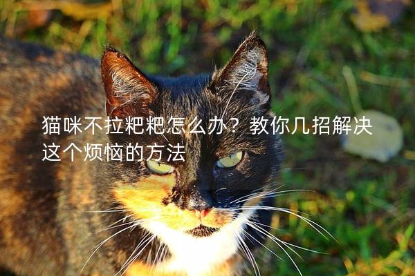 猫咪不拉粑粑怎么办？教你几招解决这个烦恼的方法