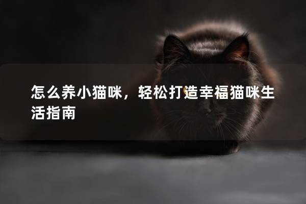 怎么养小猫咪，轻松打造幸福猫咪生活指南