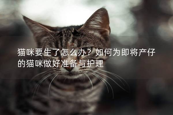 猫咪要生了怎么办？如何为即将产仔的猫咪做好准备与护理