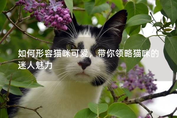 如何形容猫咪可爱，带你领略猫咪的迷人魅力