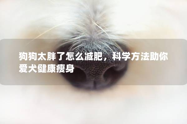 狗狗太胖了怎么减肥，科学方法助你爱犬健康瘦身