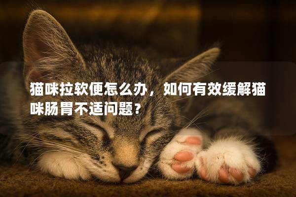 猫咪拉软便怎么办，如何有效缓解猫咪肠胃不适问题？