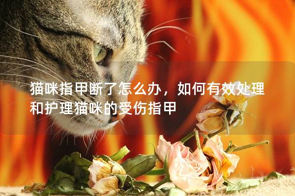 猫咪指甲断了怎么办，如何有效处理和护理猫咪的受伤指甲