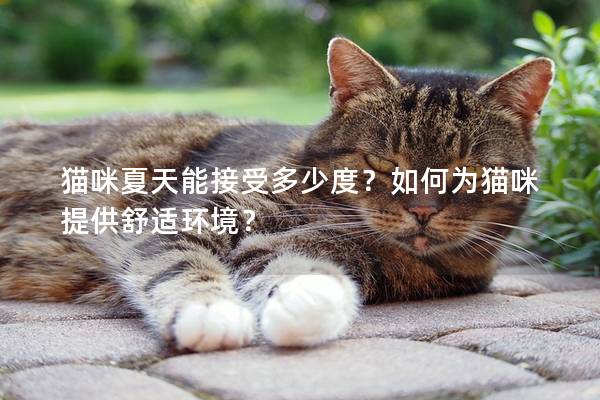 猫咪夏天能接受多少度？如何为猫咪提供舒适环境？