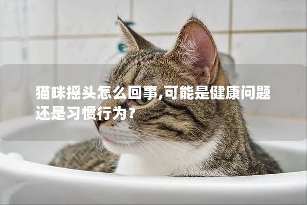 猫咪摇头怎么回事,可能是健康问题还是习惯行为？