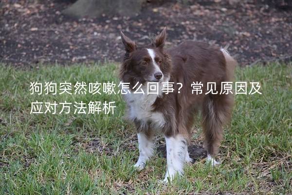 狗狗突然咳嗽怎么回事？常见原因及应对方法解析