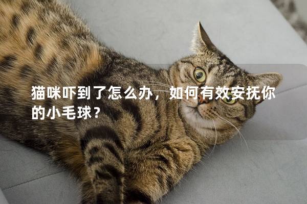 猫咪吓到了怎么办，如何有效安抚你的小毛球？