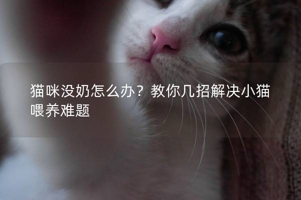 猫咪没奶怎么办？教你几招解决小猫喂养难题