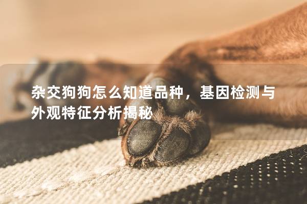 杂交狗狗怎么知道品种，基因检测与外观特征分析揭秘