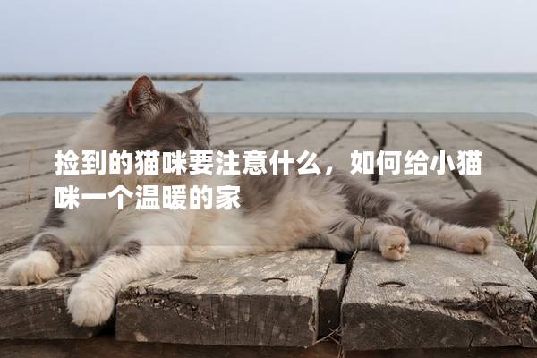 捡到的猫咪要注意什么，如何给小猫咪一个温暖的家