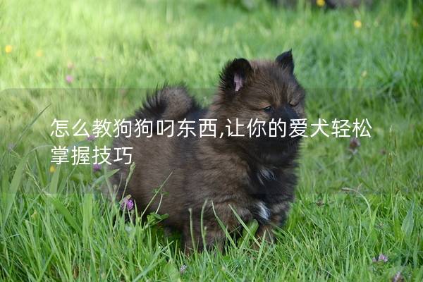 怎么教狗狗叼东西,让你的爱犬轻松掌握技巧