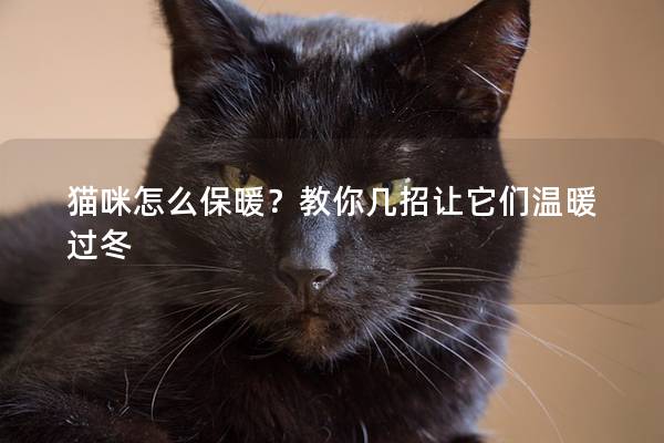 猫咪怎么保暖？教你几招让它们温暖过冬