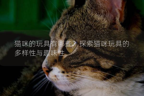 猫咪的玩具有哪些？探索猫咪玩具的多样性与趣味性