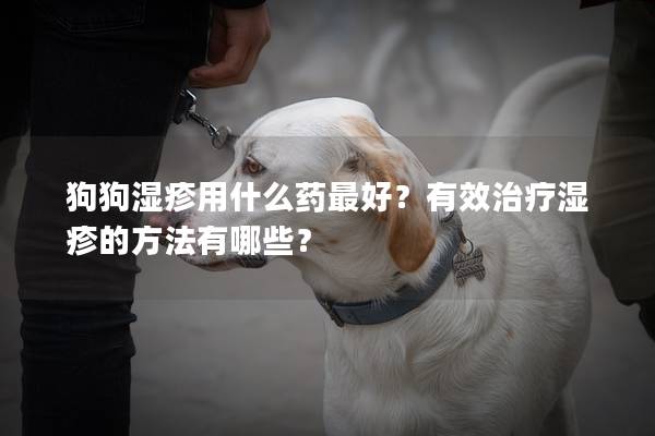 狗狗湿疹用什么药最好？有效治疗湿疹的方法有哪些？