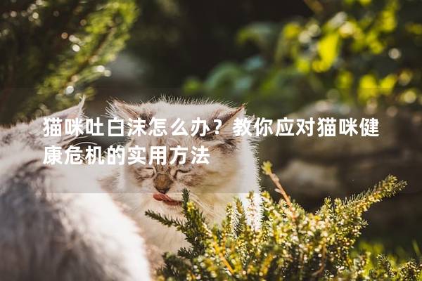 猫咪吐白沫怎么办？教你应对猫咪健康危机的实用方法