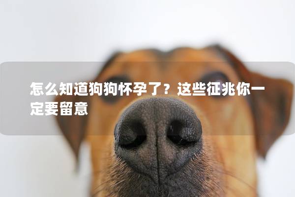 怎么知道狗狗怀孕了？这些征兆你一定要留意