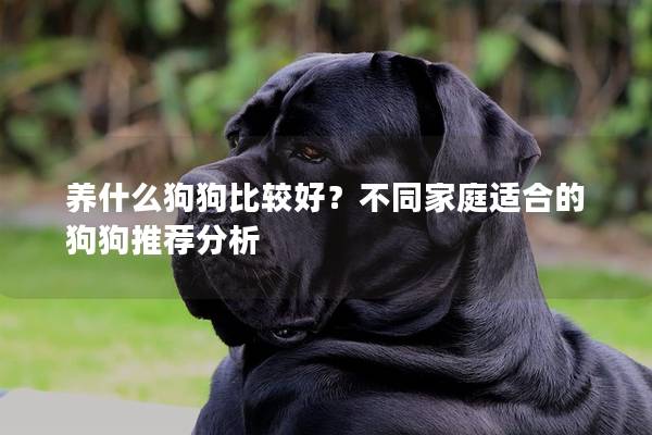 养什么狗狗比较好？不同家庭适合的狗狗推荐分析