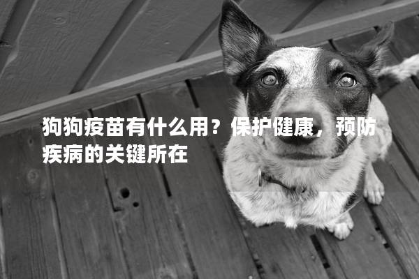 狗狗疫苗有什么用？保护健康，预防疾病的关键所在