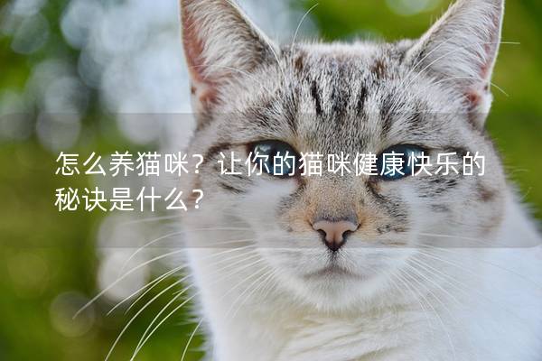 怎么养猫咪？让你的猫咪健康快乐的秘诀是什么？