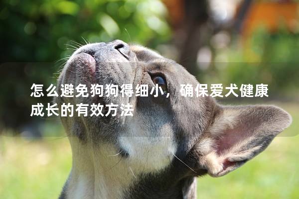 怎么避免狗狗得细小，确保爱犬健康成长的有效方法