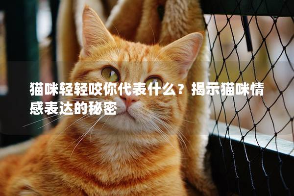 猫咪轻轻咬你代表什么？揭示猫咪情感表达的秘密