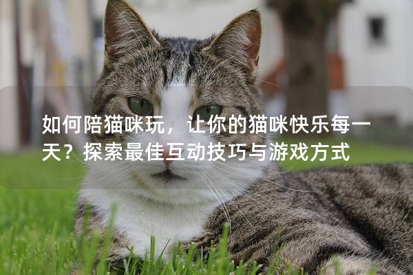 如何陪猫咪玩，让你的猫咪快乐每一天？探索最佳互动技巧与游戏方式