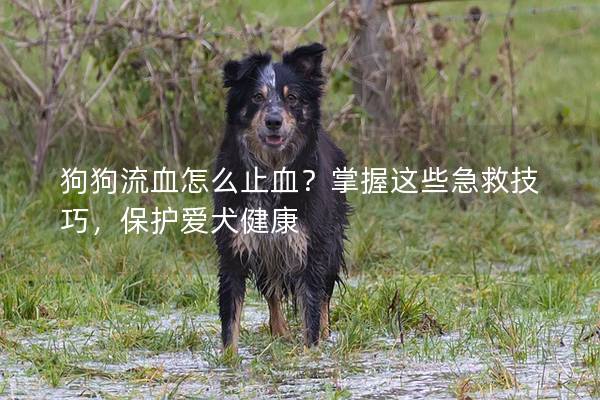 狗狗流血怎么止血？掌握这些急救技巧，保护爱犬健康