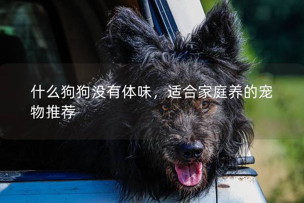 什么狗狗没有体味，适合家庭养的宠物推荐