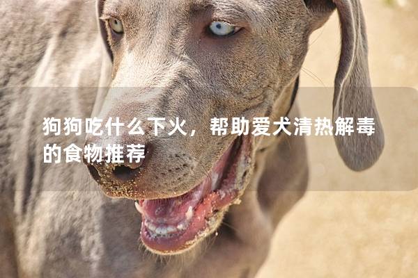 狗狗吃什么下火，帮助爱犬清热解毒的食物推荐