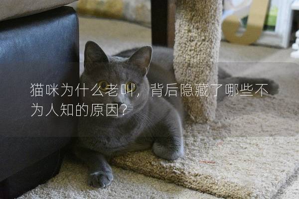 猫咪为什么老叫，背后隐藏了哪些不为人知的原因？