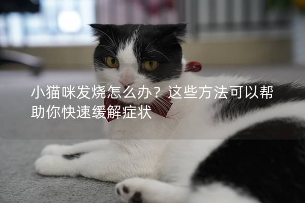 小猫咪发烧怎么办？这些方法可以帮助你快速缓解症状