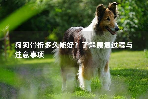 狗狗骨折多久能好？了解康复过程与注意事项