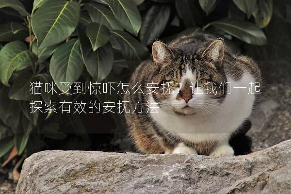 猫咪受到惊吓怎么安抚？让我们一起探索有效的安抚方法