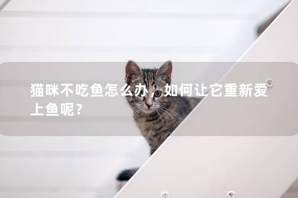 猫咪不吃鱼怎么办，如何让它重新爱上鱼呢？