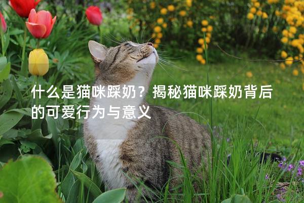 什么是猫咪踩奶？揭秘猫咪踩奶背后的可爱行为与意义