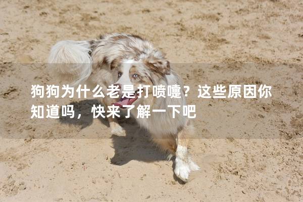 狗狗为什么老是打喷嚏？这些原因你知道吗，快来了解一下吧