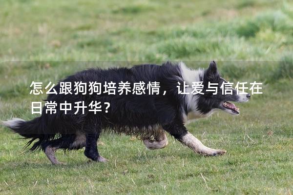 怎么跟狗狗培养感情，让爱与信任在日常中升华？